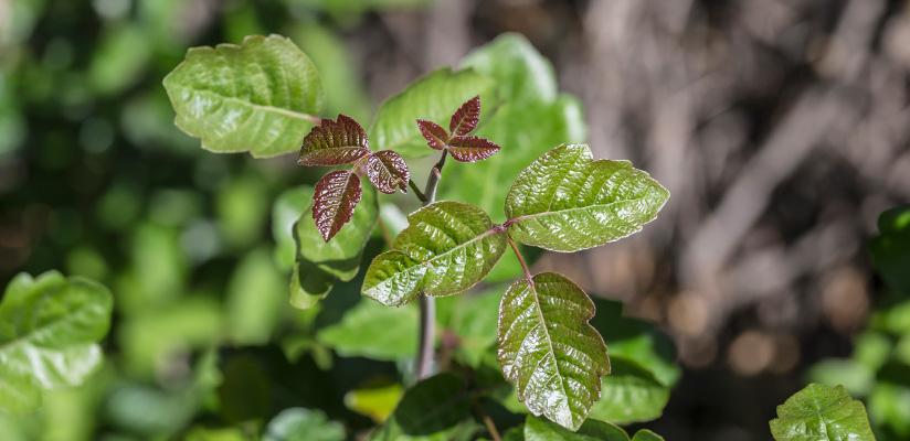 Poison oak.jpg